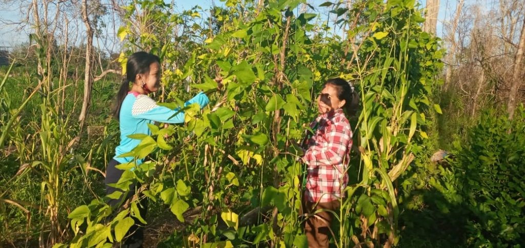 Upaya Kedaulatan Pangan PHD PEREMPUAN AMAN Lou Bawe